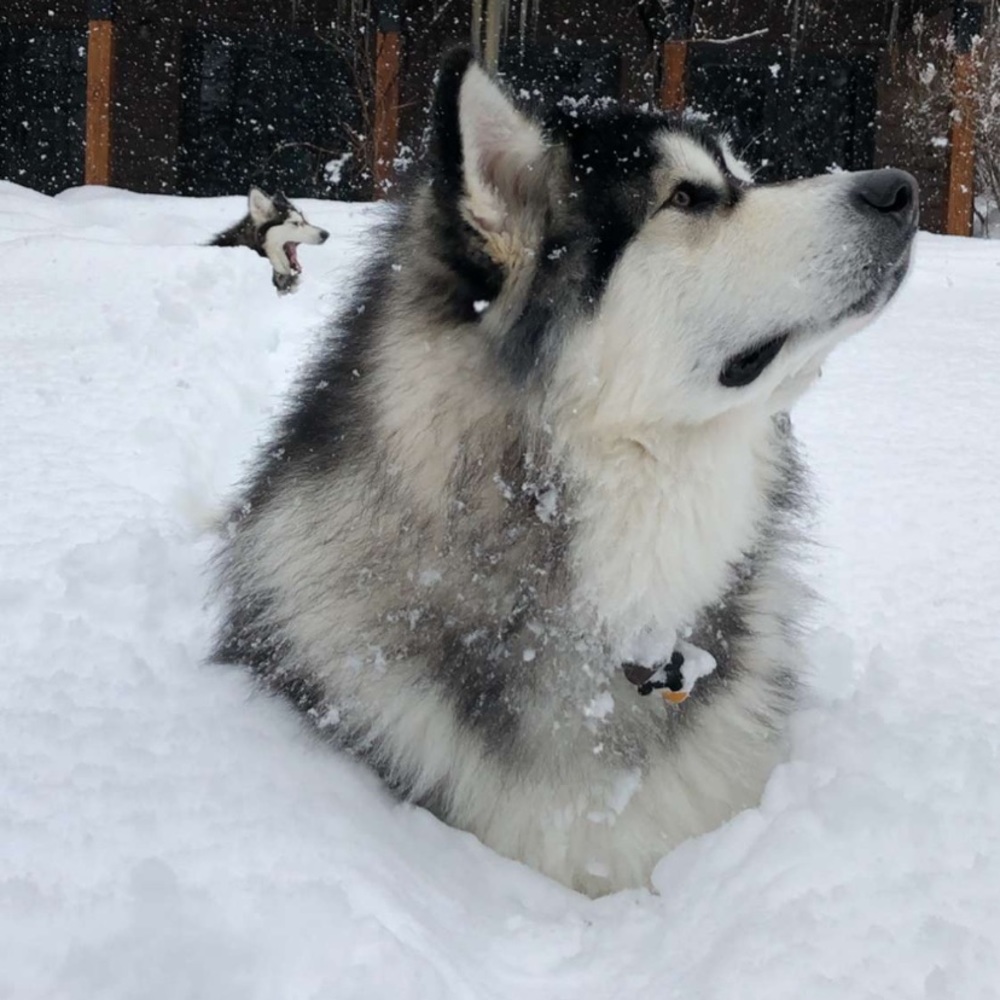 Meet your Posher, Avery